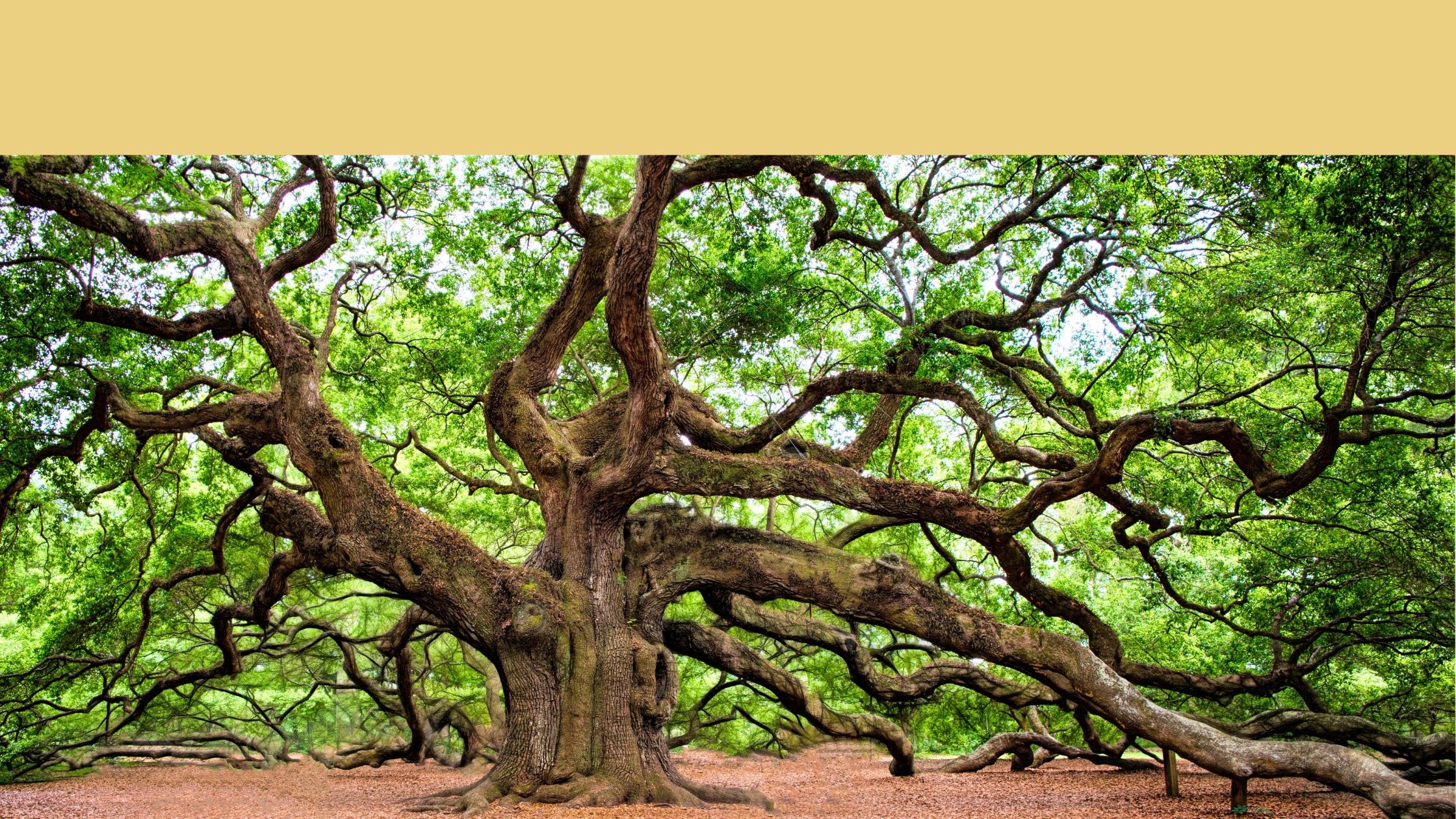 Our Roots Run Deep Southern Oaks RE Properties